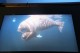 Thumbs/tn_IMG_4894.jpg